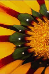 Bloem